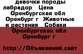 девочки породы лабрадор › Цена ­ 25 000 - Оренбургская обл., Оренбург г. Животные и растения » Собаки   . Оренбургская обл.,Оренбург г.